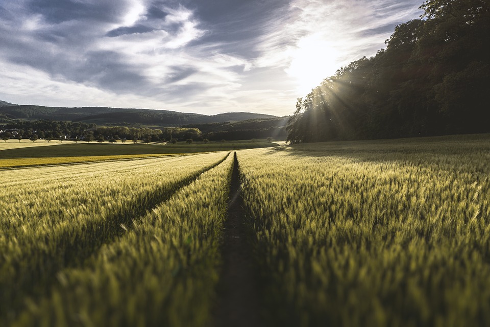 The modern agricultural industry is not about seeds and crop protection products, but rather about technologies and data