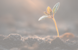 Investing in Russia from “friendly” countries: Navigating risks or unlocking opportunities